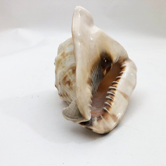 Horned Tiger Striped Conch Shell 7x5x5 inches Vintage large - Picture 1 of 7